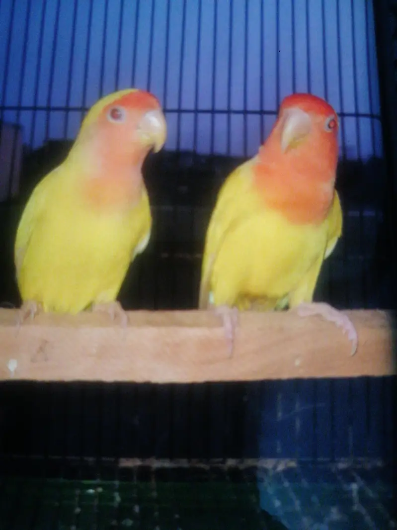 cocktail red eyes pair — photo 7