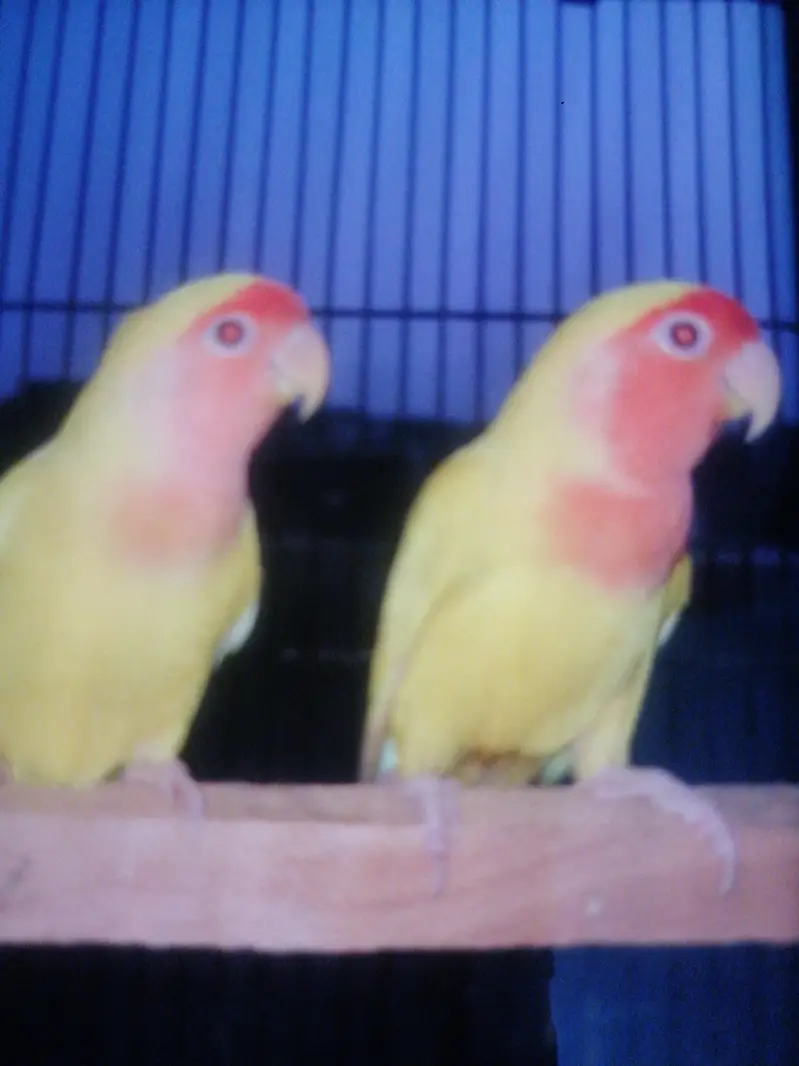 cocktail red eyes pair — photo 8
