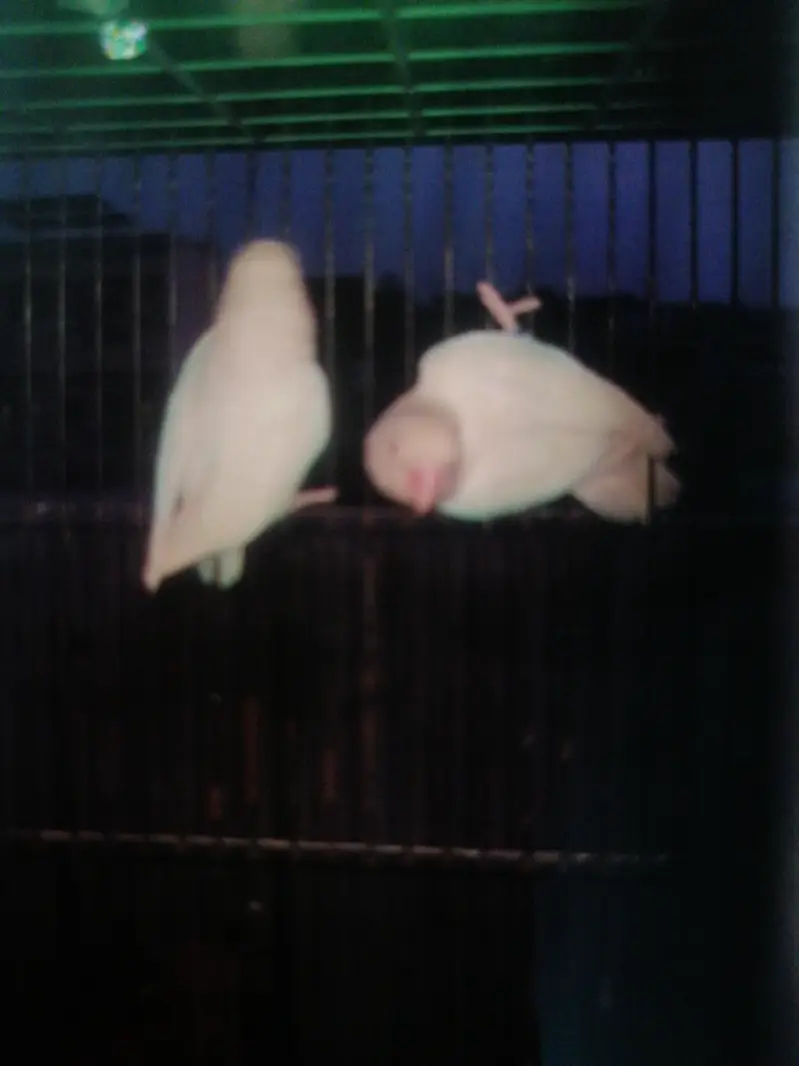 cocktail red eyes pair — photo 9