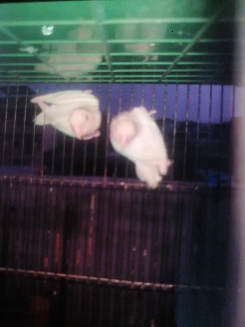 cocktail red eyes pair — photo 10