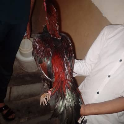 mashallah. lakha patha