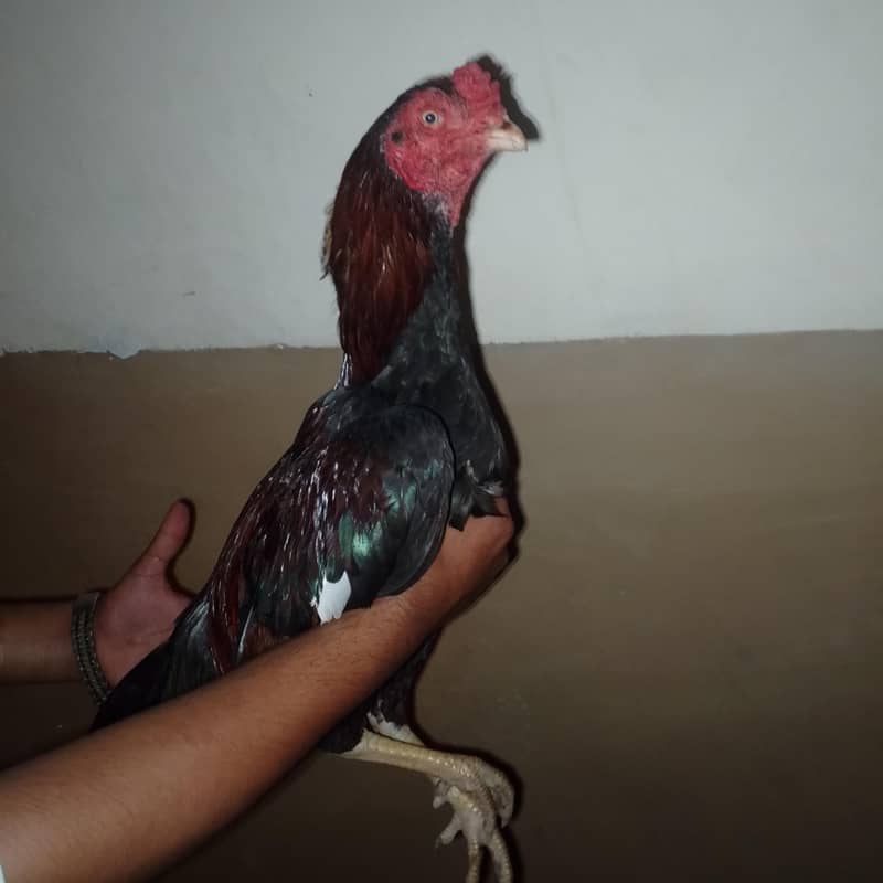 mashallah. lakha patha 4