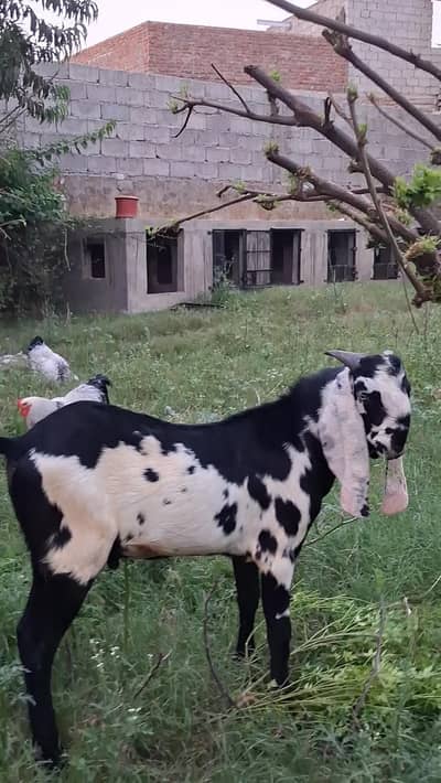 Bakray for 2027 Qurbani