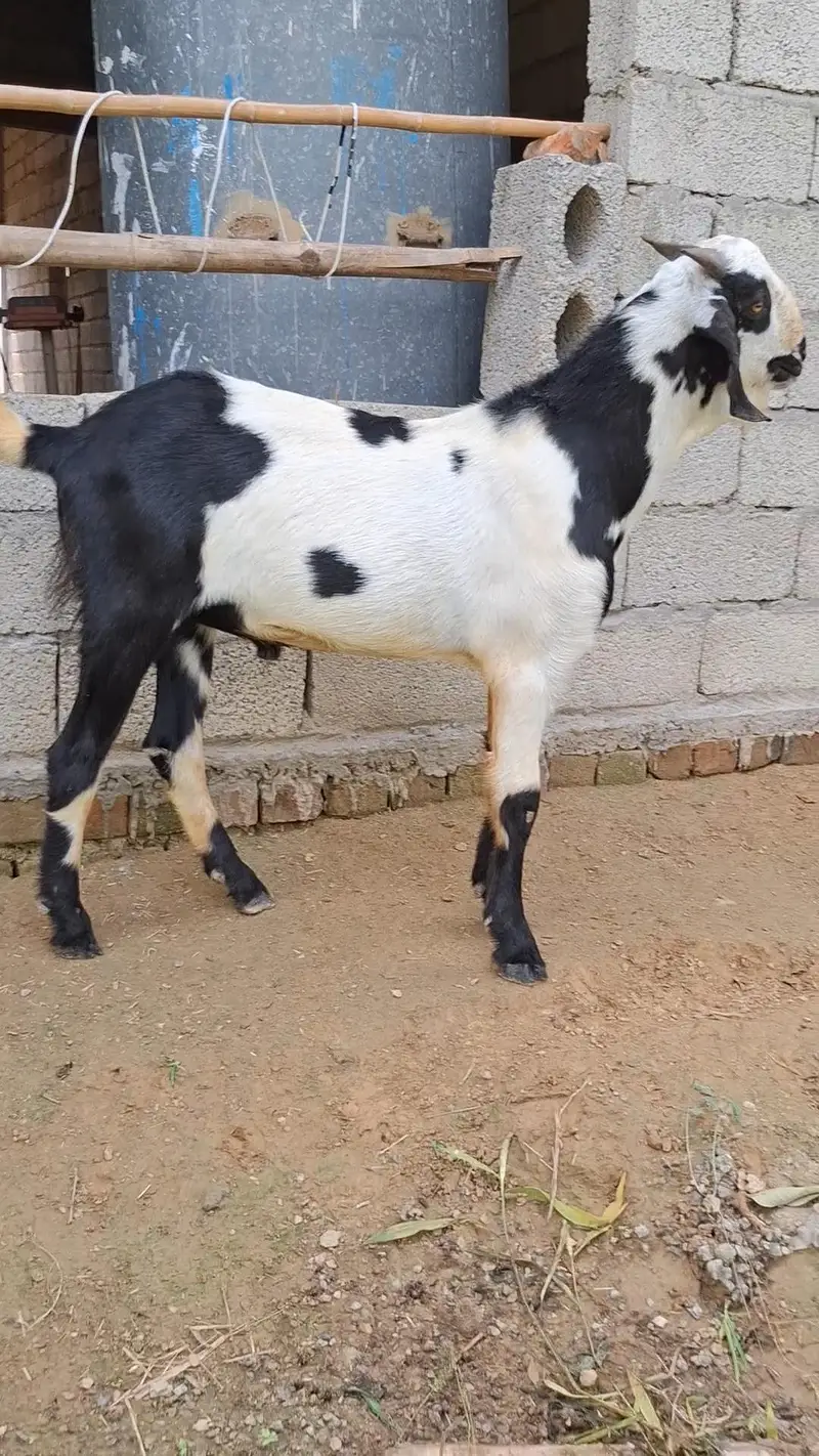 Bakray for 2027 Qurbani — photo 2