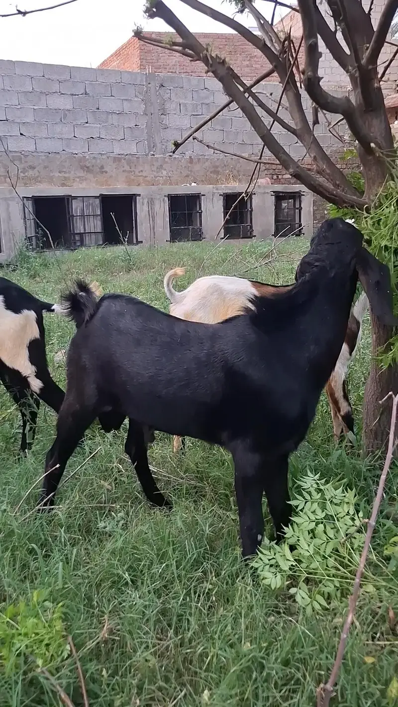 Bakray for 2027 Qurbani — photo 3