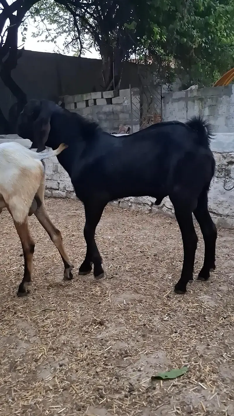 Bakray for 2027 Qurbani — photo 4