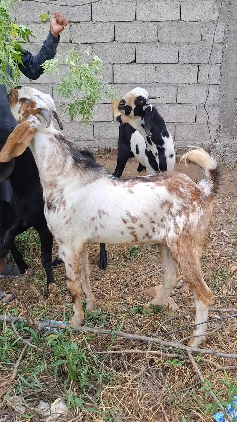 Bakray for 2027 Qurbani — photo 5