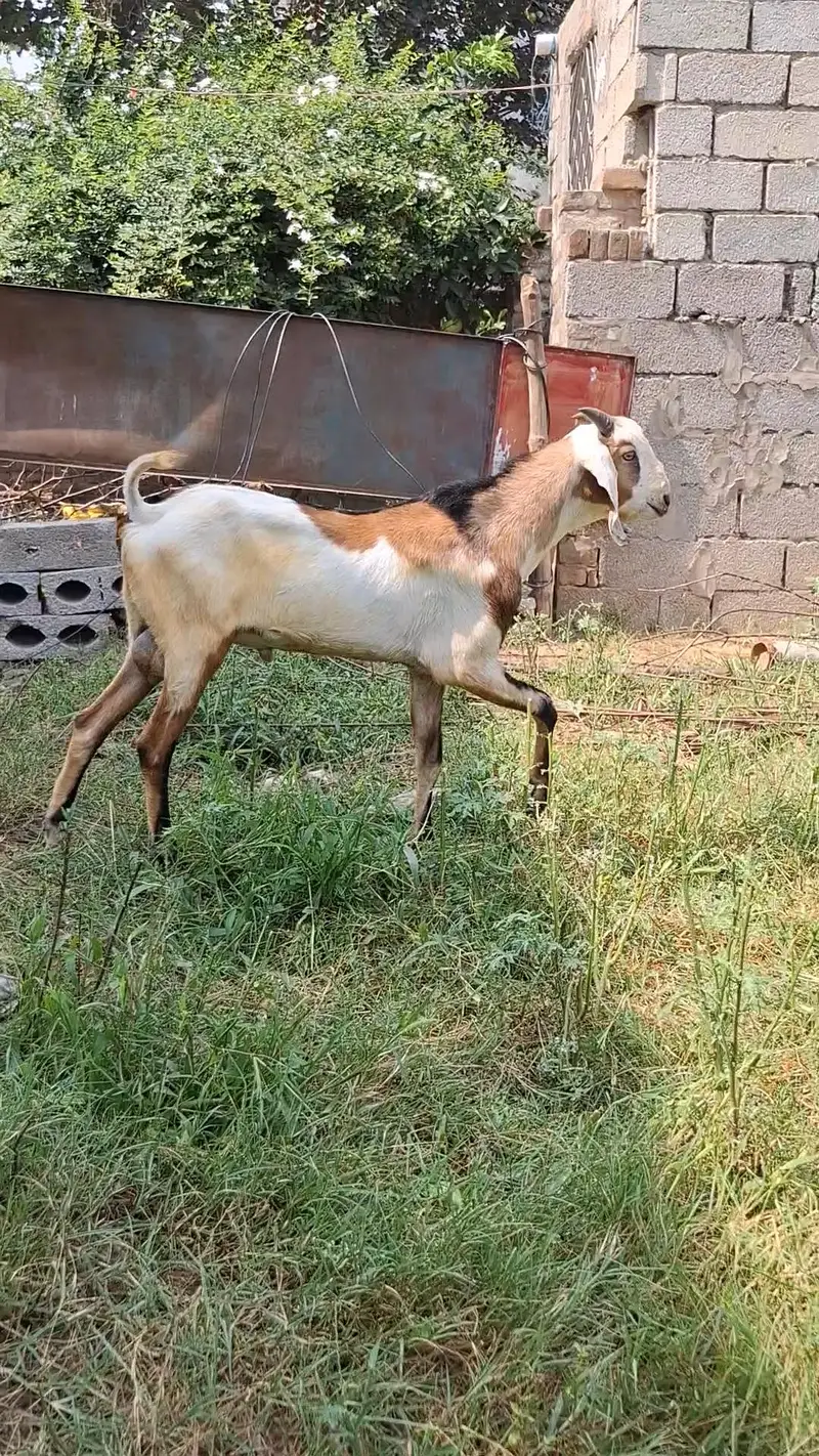 Bakray for 2027 Qurbani — photo 6