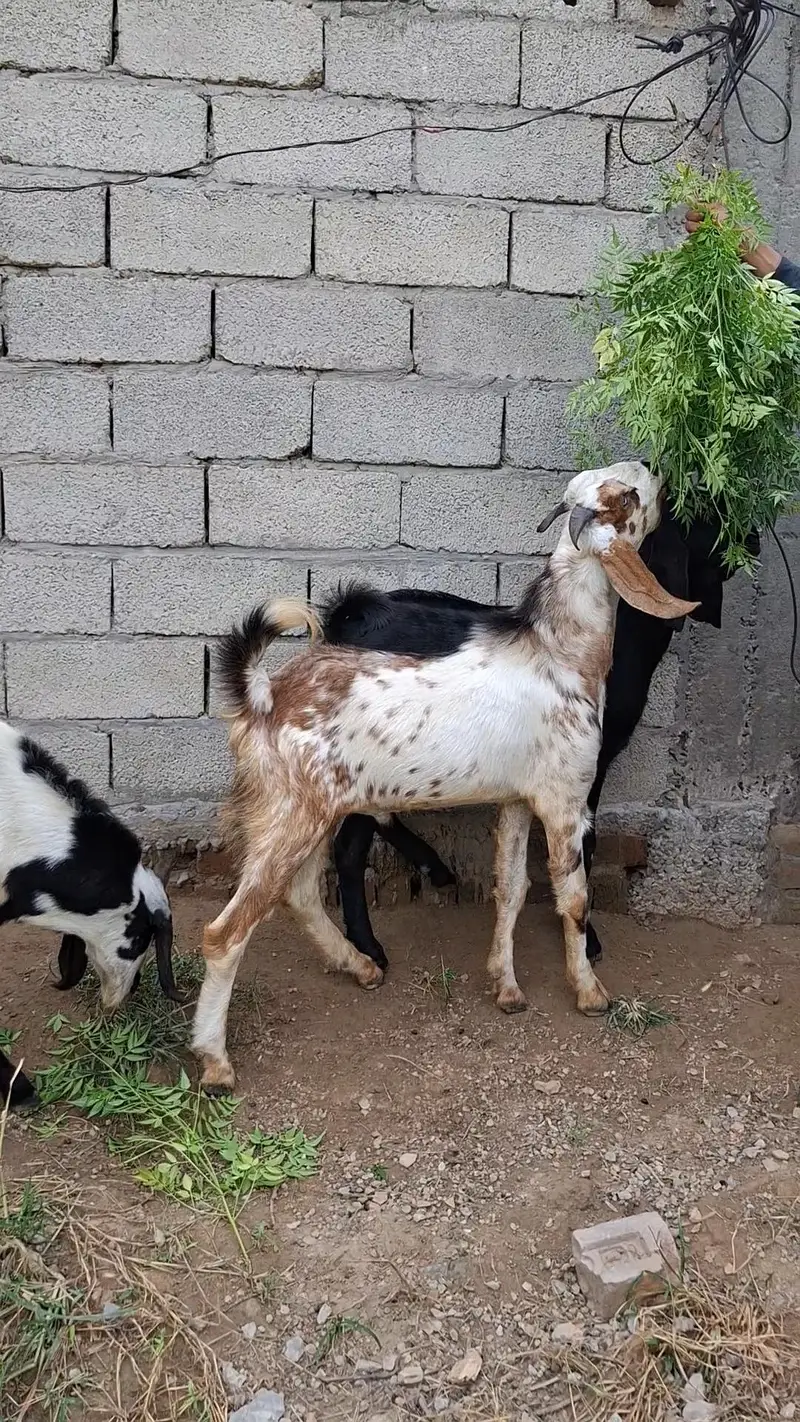 Bakray for 2027 Qurbani — photo 7