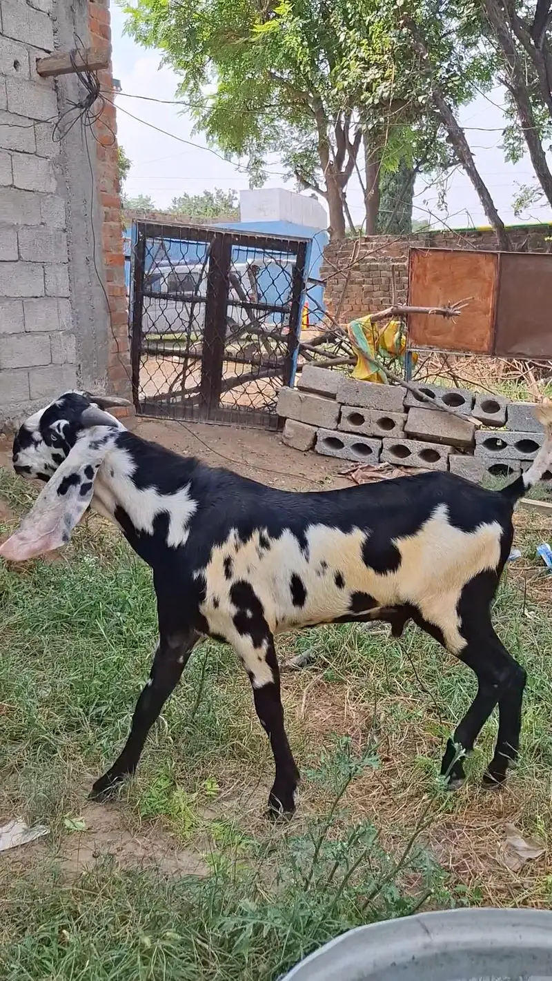 Bakray for 2027 Qurbani — photo 8