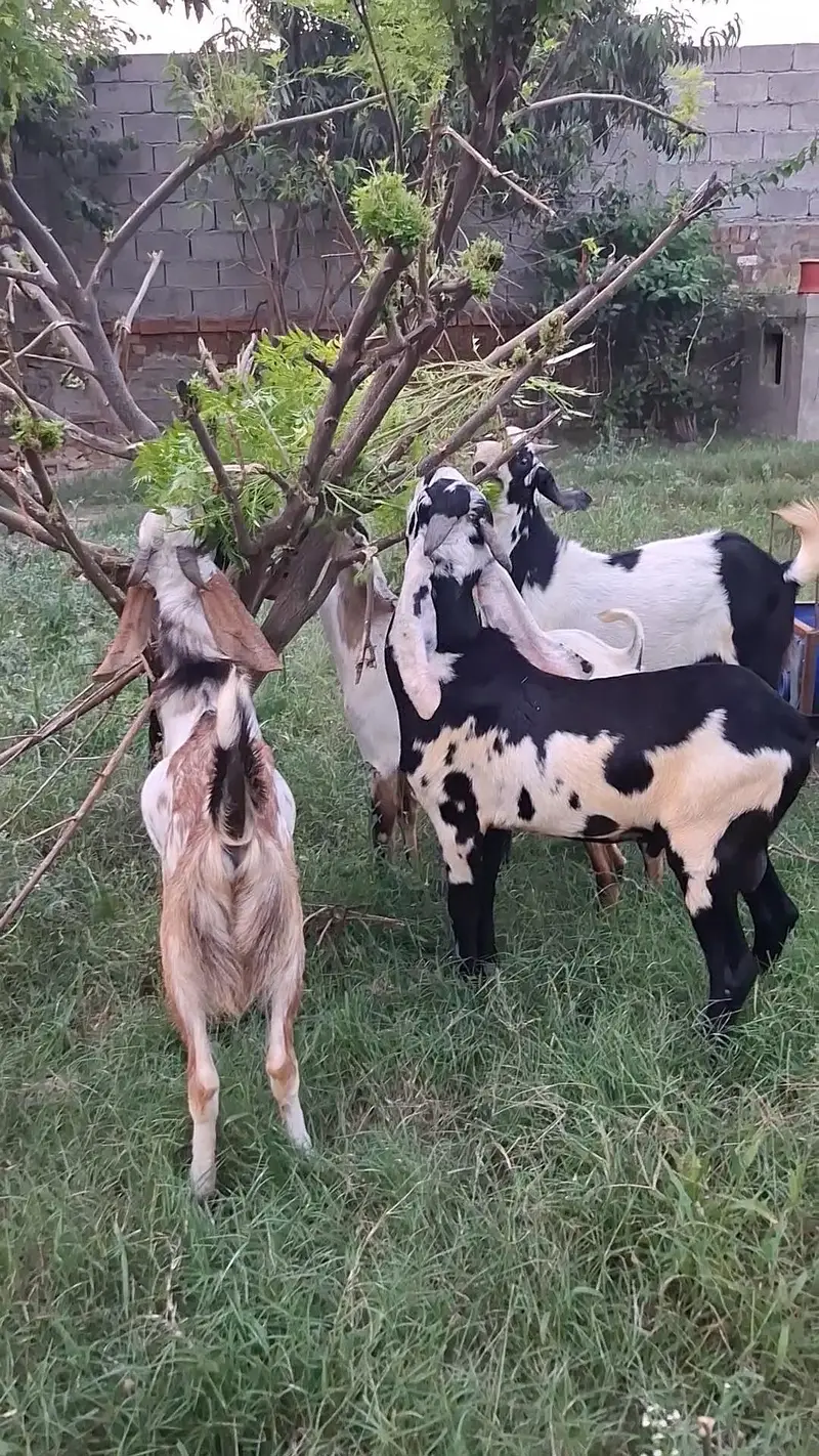Bakray for 2027 Qurbani — photo 9