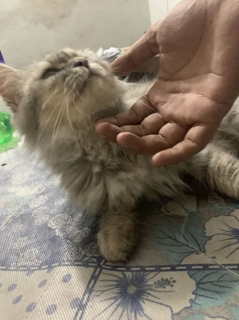 Persian semi punch face cat — photo 4