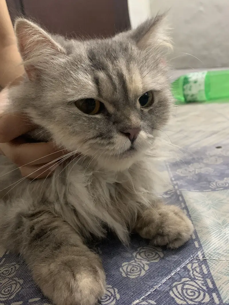 Persian semi punch face cat — photo 2
