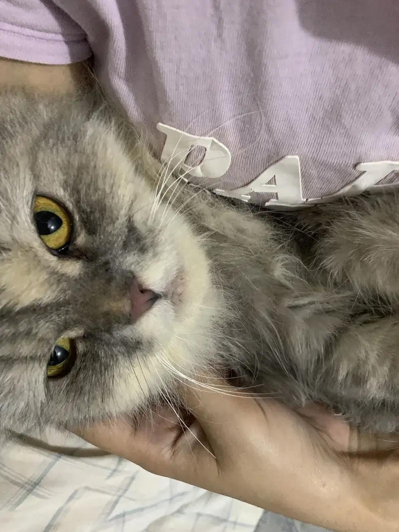 Persian semi punch face cat — photo 3