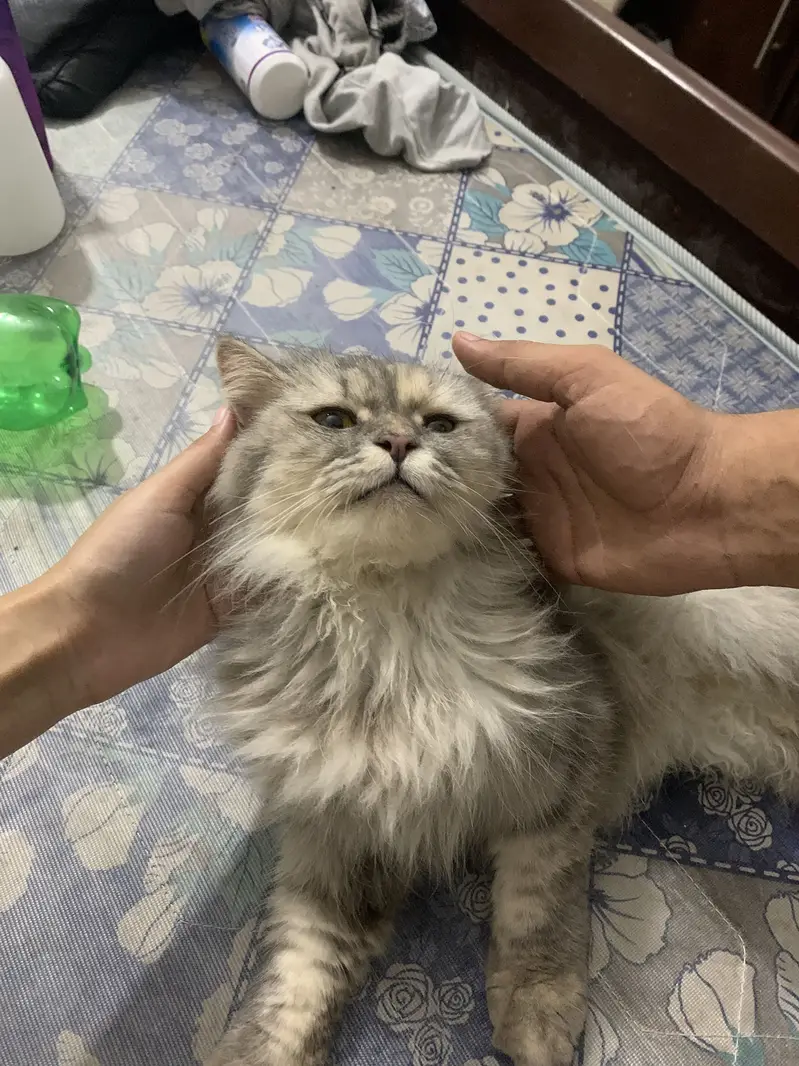 Persian semi punch face cat