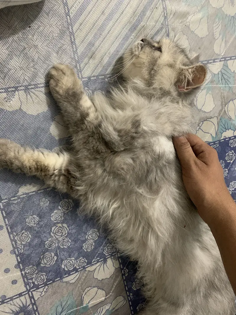 Persian semi punch face cat — photo 5