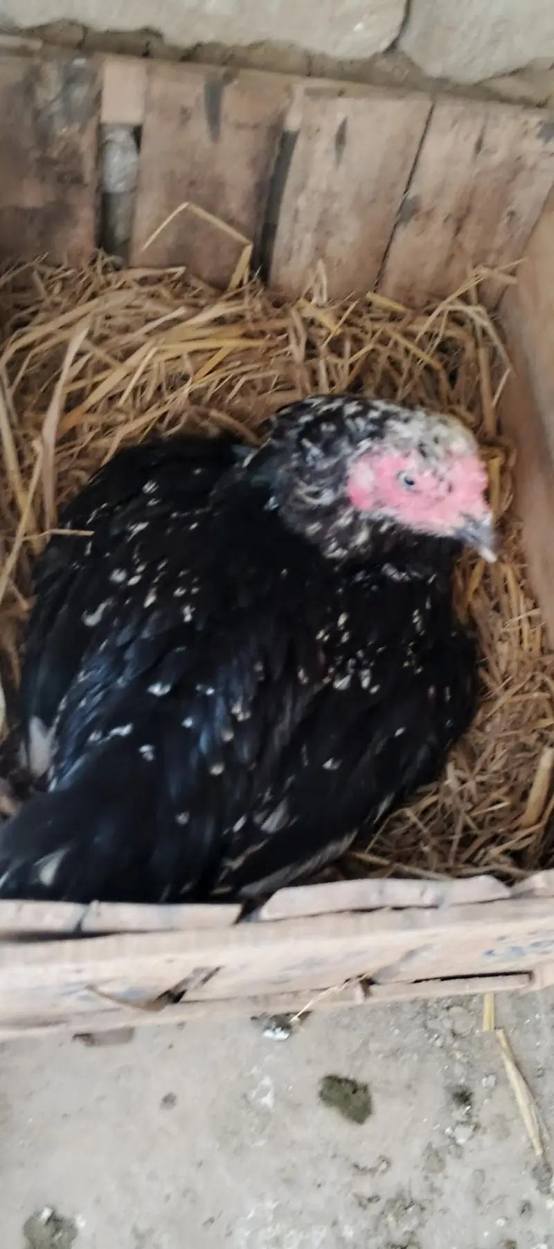 krok murghi whtsap 03196945520