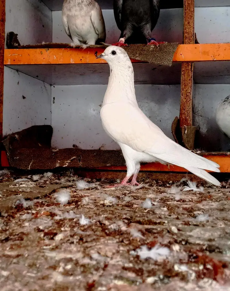 ASEEL PIGEON