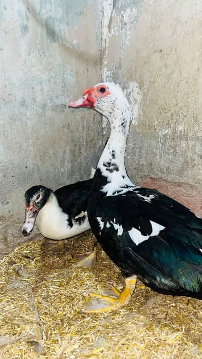 male and female pair of ducks available. . . best quality koi bemari Ni
