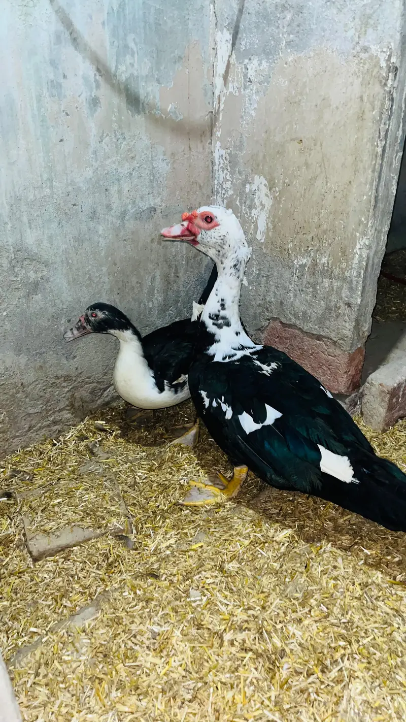 male and female pair of ducks available. . . best quality koi bemari Ni — photo 2