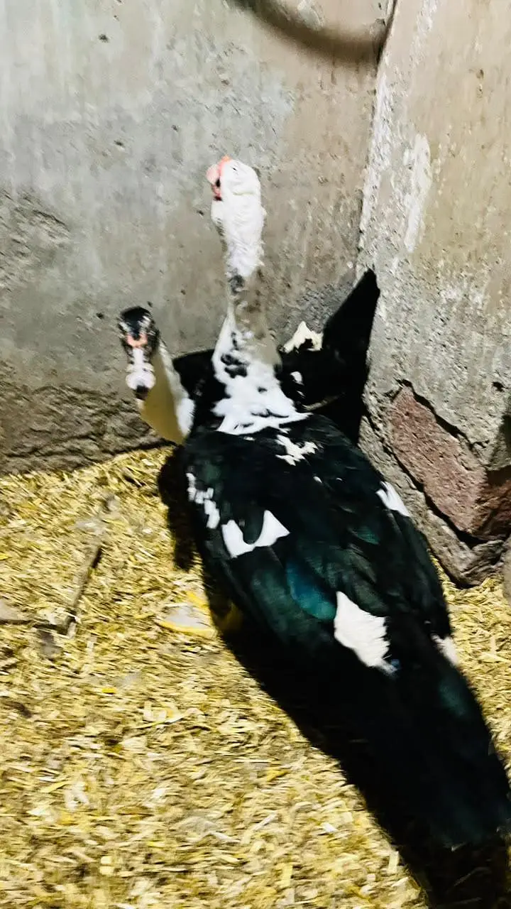 male and female pair of ducks available. . . best quality koi bemari Ni — photo 3