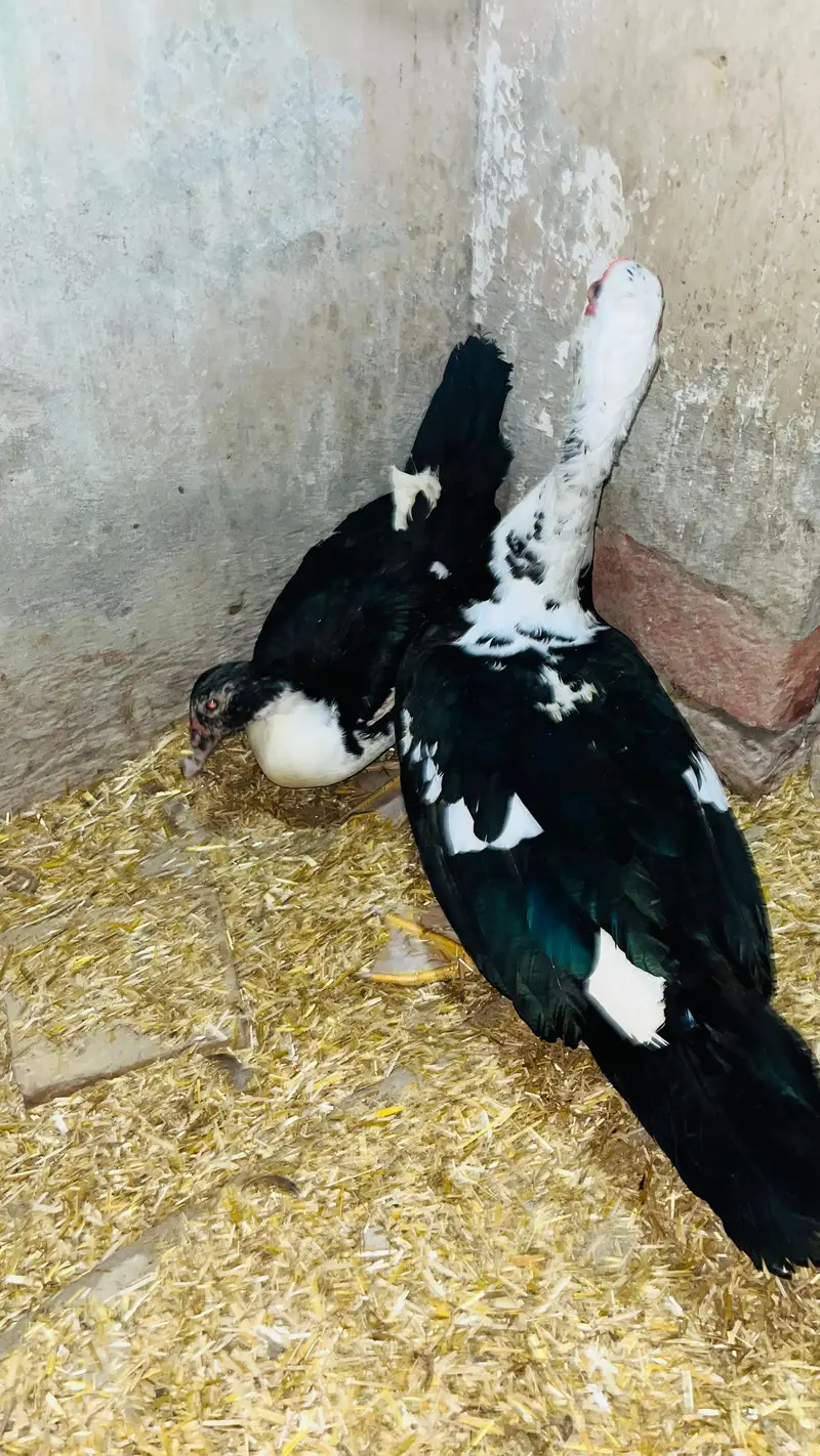 male and female pair of ducks available. . . best quality koi bemari Ni — photo 4