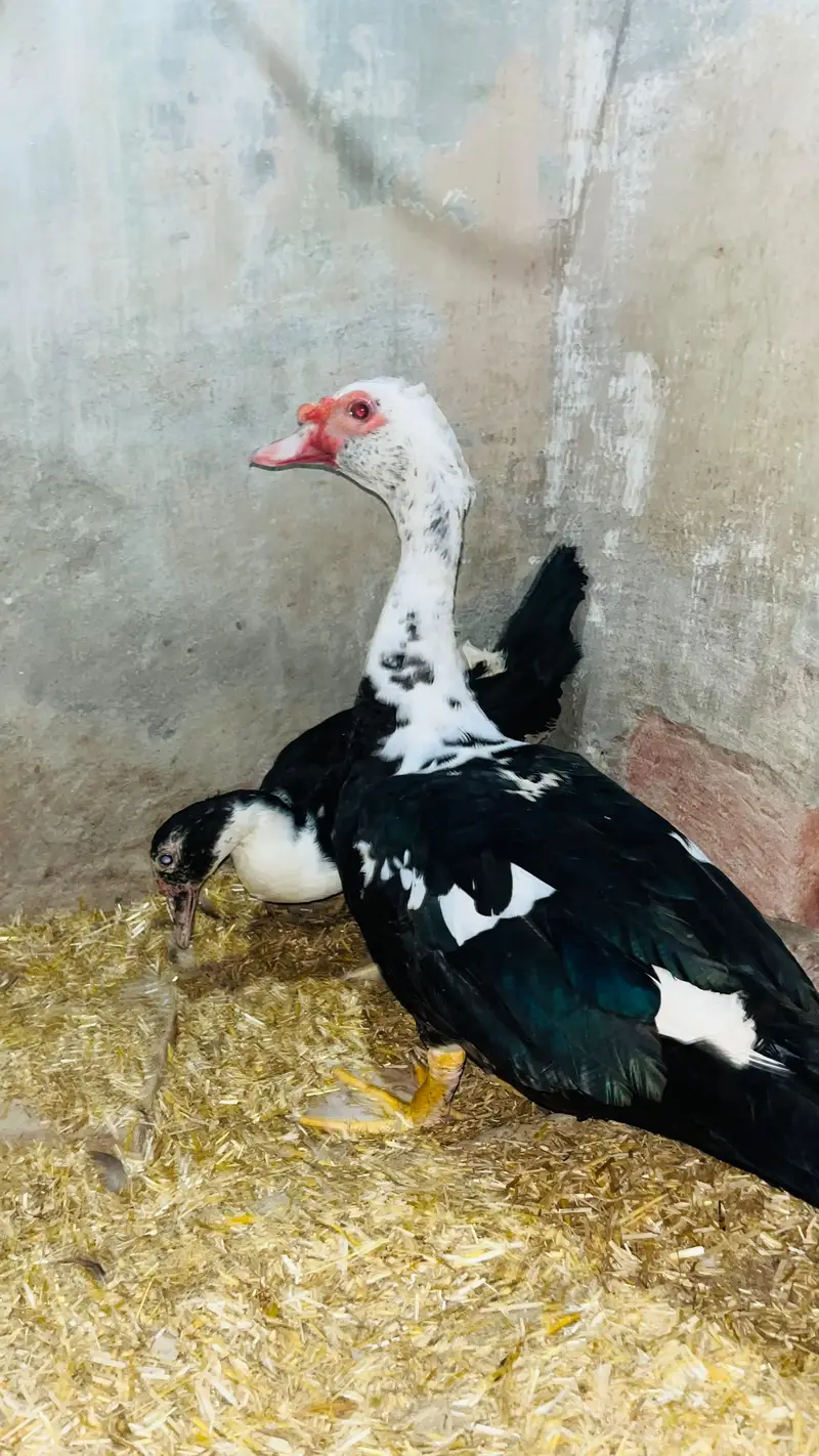 male and female pair of ducks available. . . best quality koi bemari Ni — photo 5