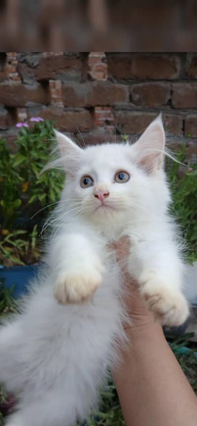 Persian kittens
