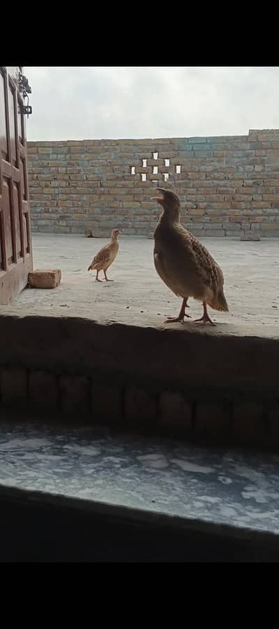 Jambo Size Irrani teeter pair
