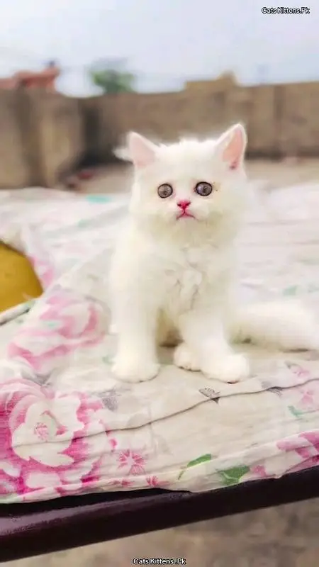Parisian healthy and active kitten for sale — photo 6