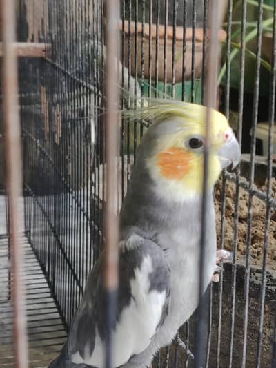 cocktail Breeder Pair