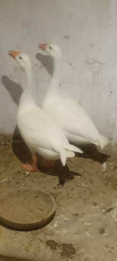 Longneck duck pair