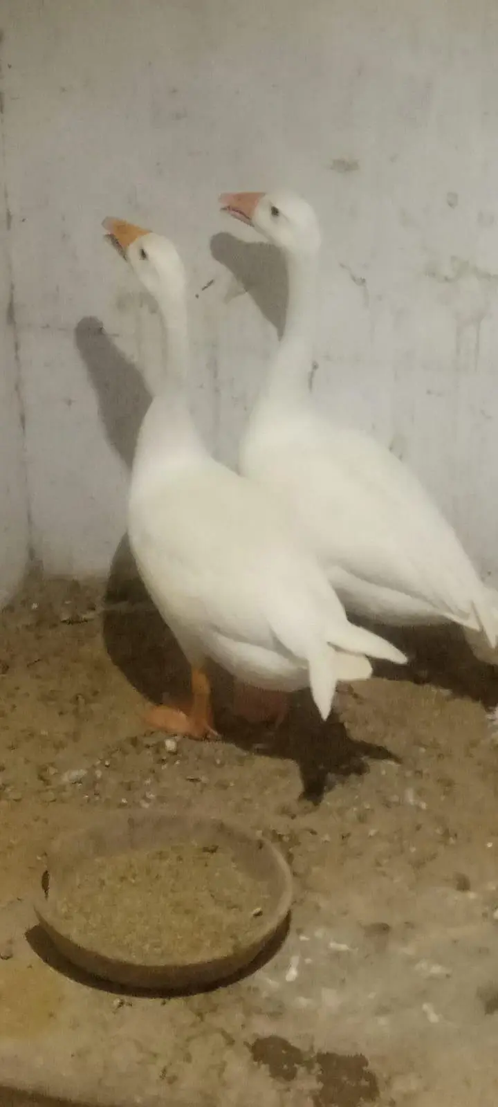 Longneck duck pair — photo 2