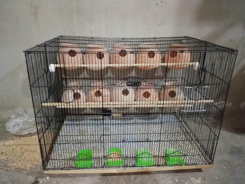 colony cage