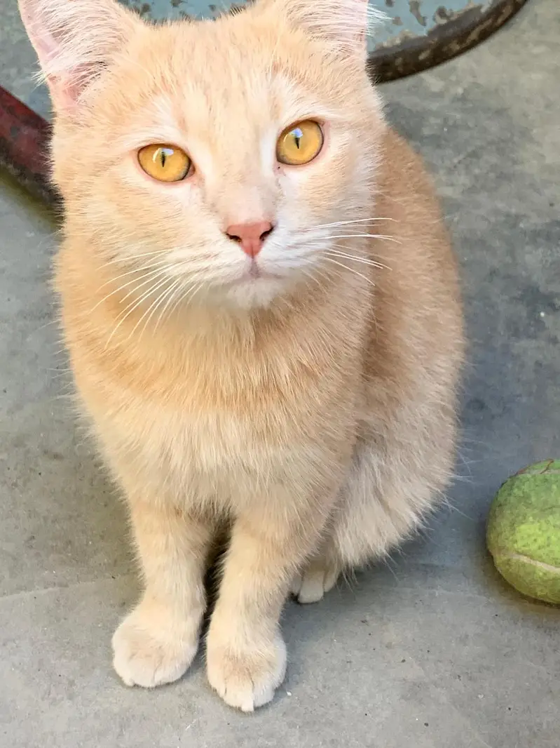 Tukash angora cats pair . . signal koted — photo 3