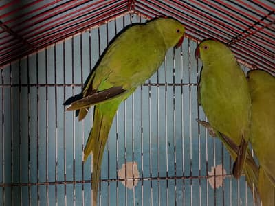 Ringneck Breeder Pair Available For Sale l
