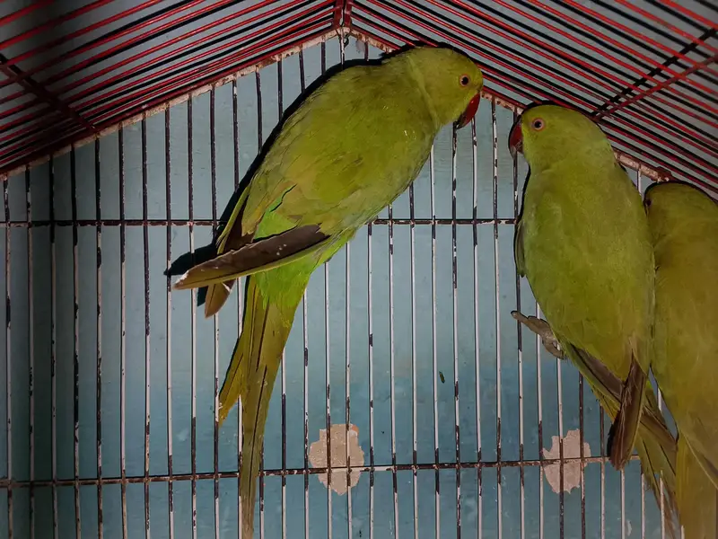 Ringneck Breeder Pair Available For Sale l
