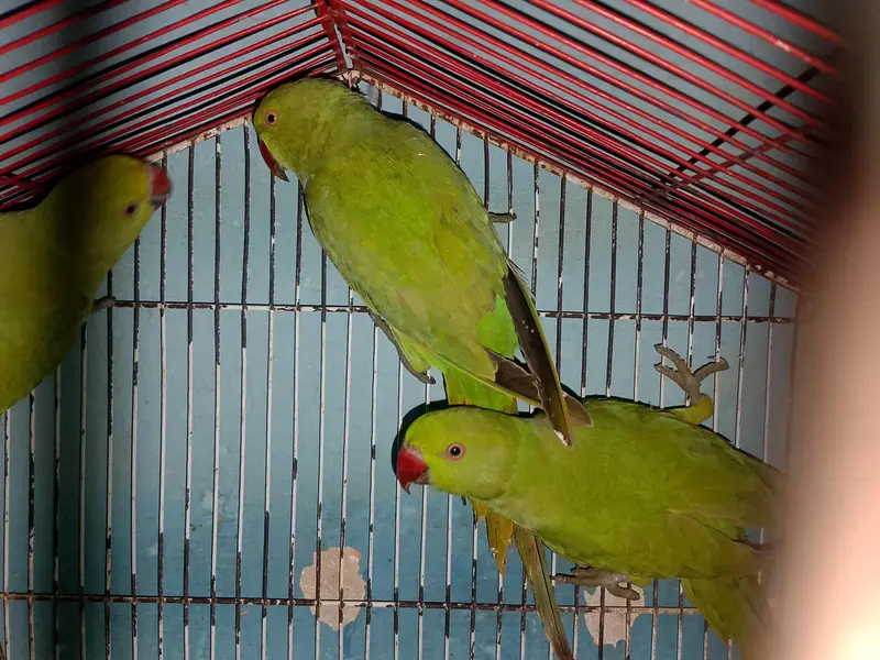 Ringneck Breeder Pair Available For Sale l — photo 2