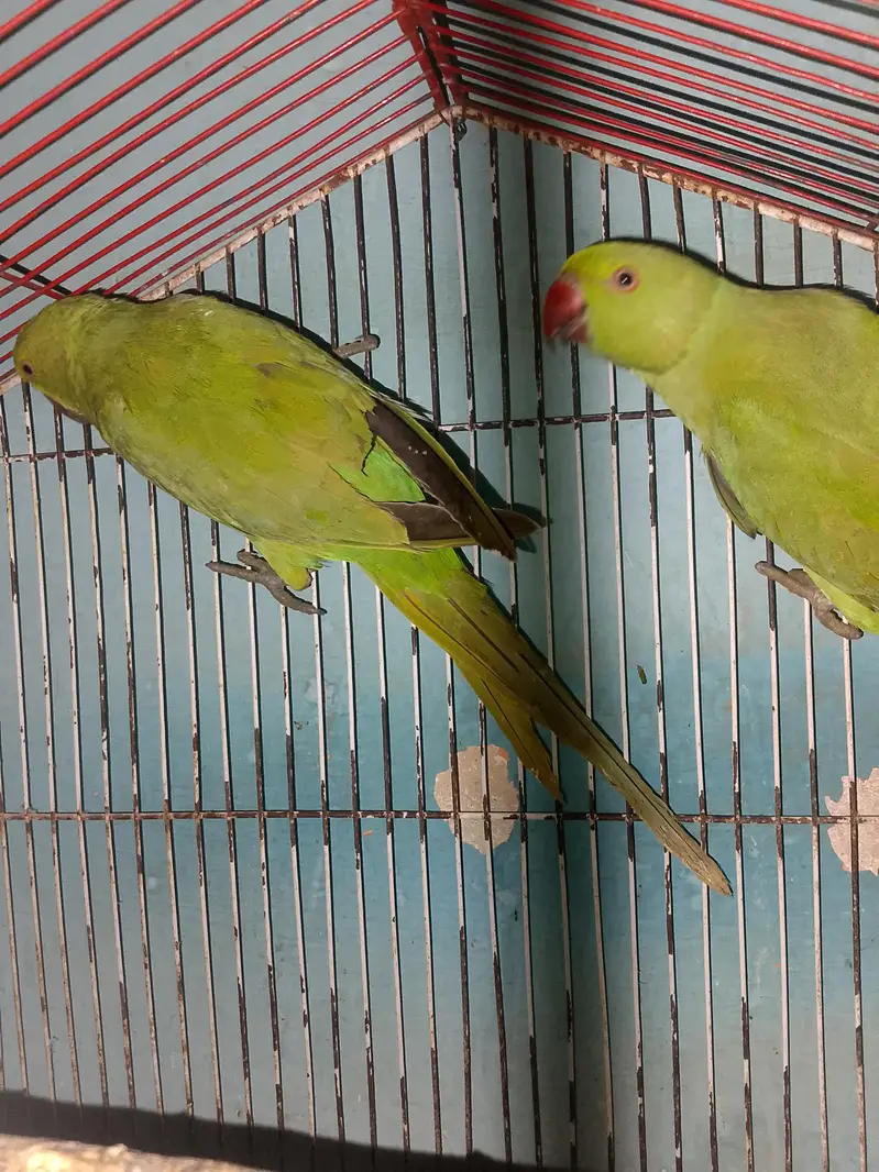 Ringneck Breeder Pair Available For Sale l — photo 3