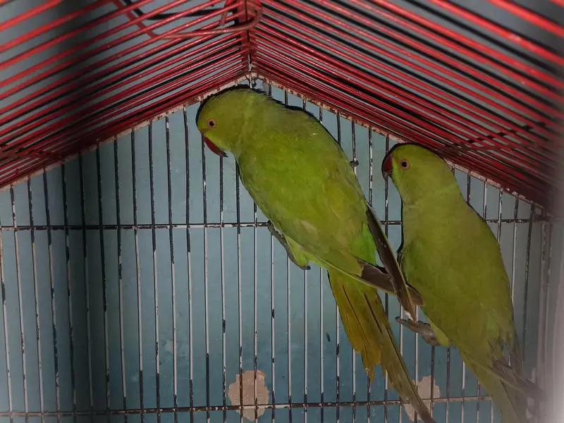 Ringneck Breeder Pair Available For Sale l — photo 4