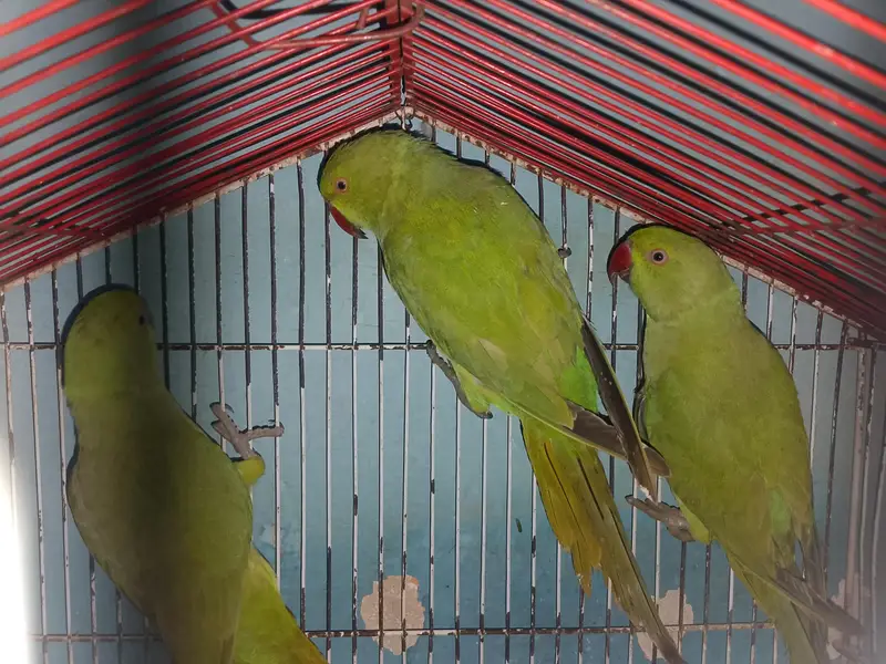 Ringneck Breeder Pair Available For Sale l — photo 5