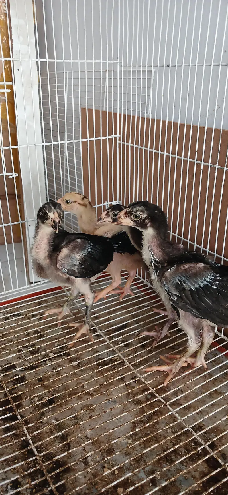 Aseel mianwali chicks — photo 2