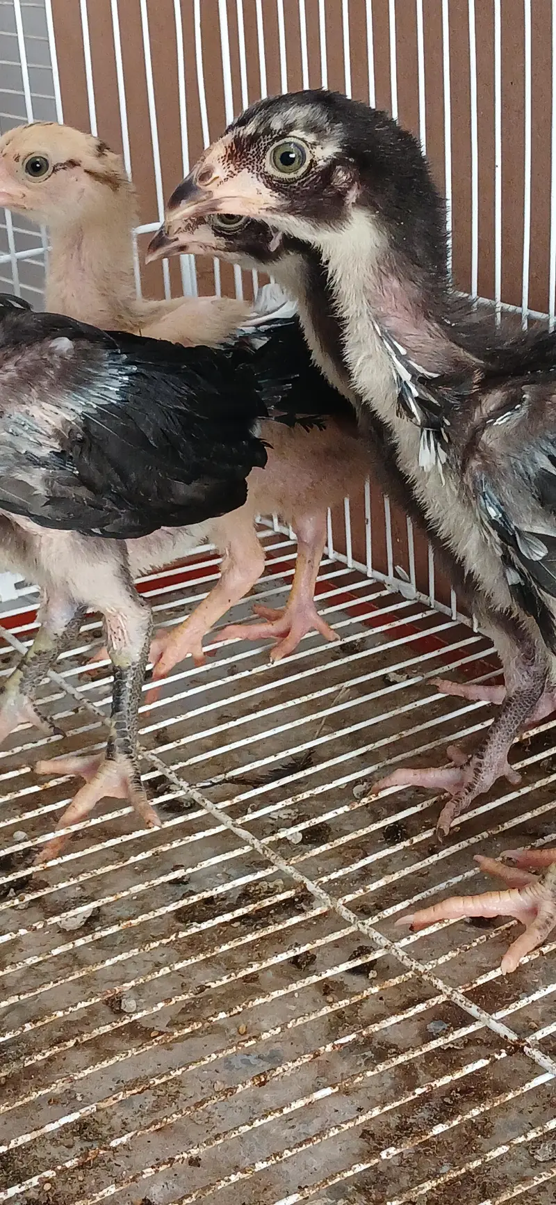 Aseel mianwali chicks — photo 3