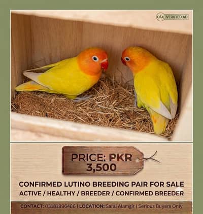 CONFIRMED BREEDER PAIRS FOR SALE.
