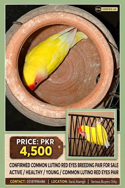 CONFIRMED BREEDER PAIRS FOR SALE.