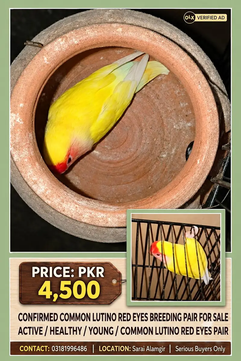CONFIRMED BREEDER PAIRS FOR SALE. — photo 2