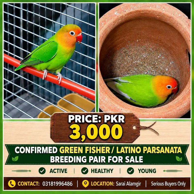 CONFIRMED BREEDER PAIRS FOR SALE. — photo 3