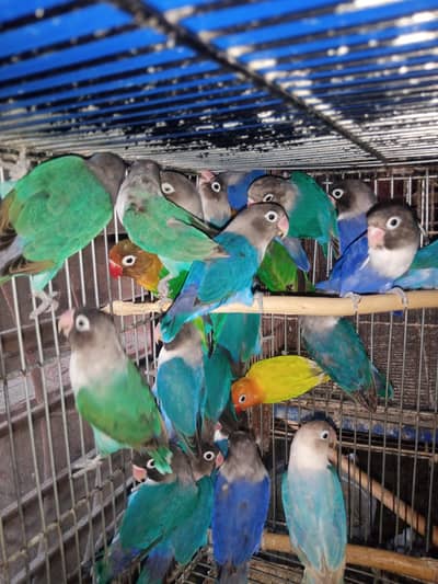 Lovebird Pairs Available