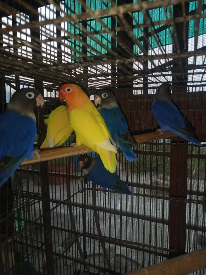 Lovebird Pairs Available — photo 2