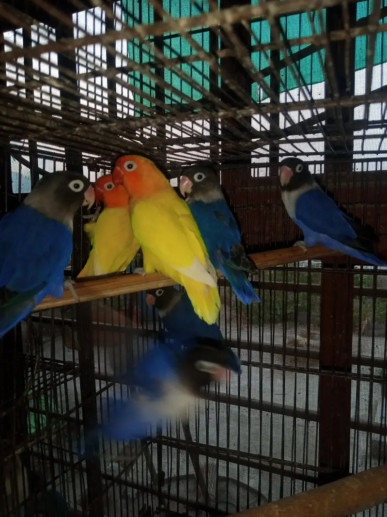 Lovebird Pairs Available — photo 3